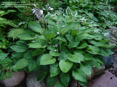 Plantfiles Pictures Hosta Fortunei Hyacinthina Hosta By Eleven