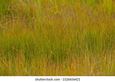 Yellow Thatching Grass Images Stock Photos Vectors Shutterstock