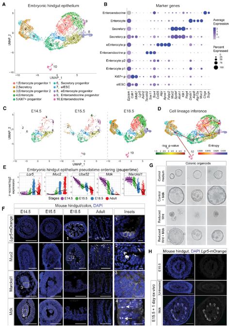 Mdk Mgi Mouse Gene Detail Mgi96949 Midkine