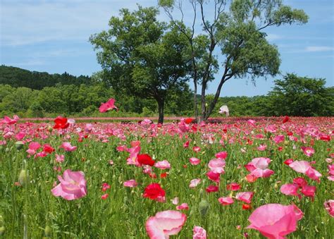 『華やかで眩しい～～！ポピーのお花畑 ★国営みちのく杜の湖畔公園★』柴田・大河原・川崎宮城県の旅行記・ブログ By こあひるさん【フォートラベル】