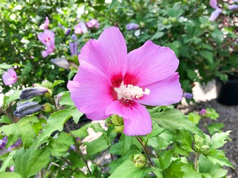 Rose Of Sharon Aphrodite Tree Top Nursery And Landscape Inc