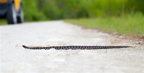 The Venomous Snakes Of Alabama WorldAtlas