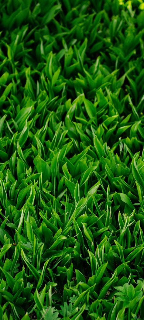 Green Grass Wallpaper - 40