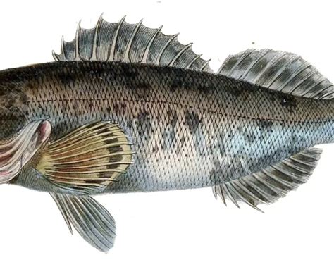 Sebastes Inermis Facts Diet Habitat And Pictures On Animaliabio