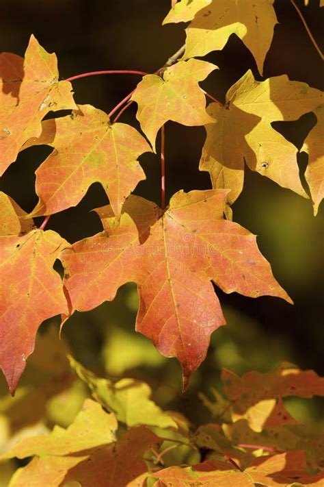 Sugar Maple Leaves in Fall 804889 Stock Image - Image of leaves, batavia: 190501935