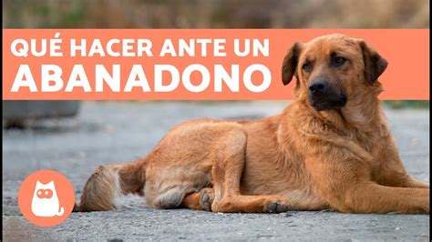 La Venganza De Un Perro Abandonado Telegraph