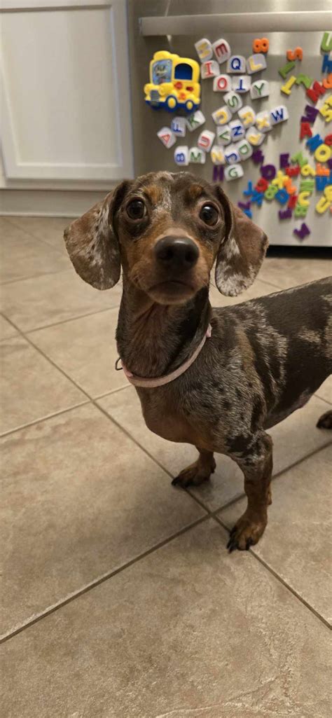 Abby Tennessee Dachshund Rescue