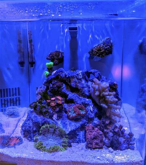 G Office Pico Reef Tank Shots Nano Reef Community