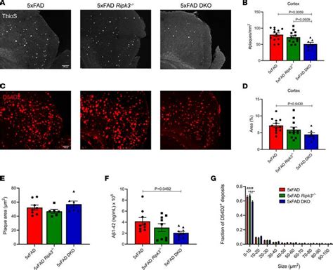 JCI Insight Role Of The Caspase 8 RIPK3 Axis In Alzheimers Disease