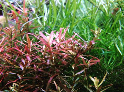 Rotala H'ra