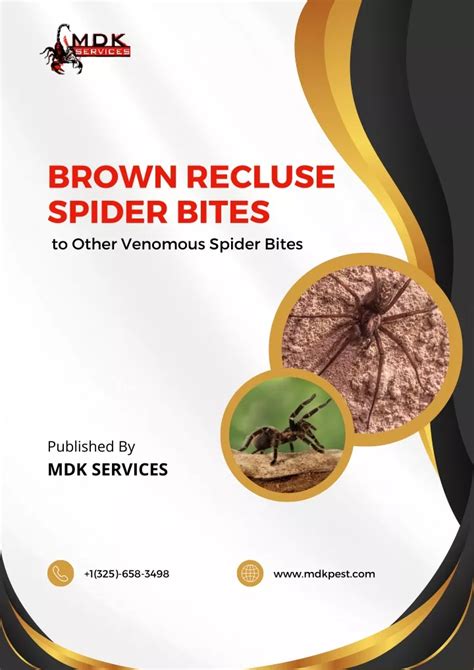 PPT - Brown Recluse Spider Bites to Other Venomous Spider Bites ...