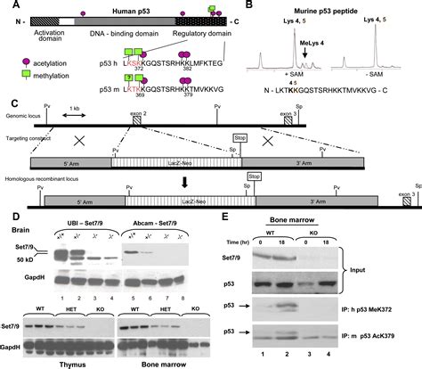 Methylation Of P By Set Mediates P Acetylation And Activity In