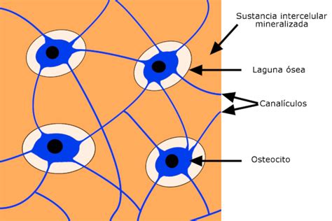 Los Osteocitos Anatom A