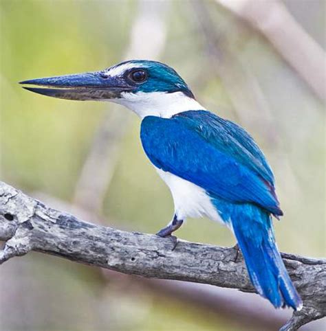 Collared Kingfisher Birds Of India Bird World