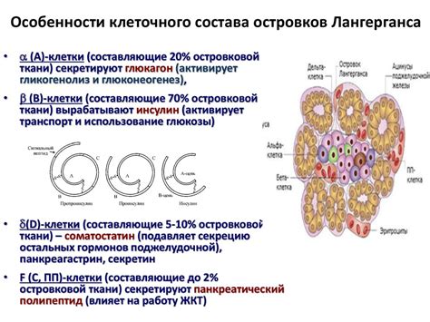 Клетки лангерганса в коже что это - фото презентация