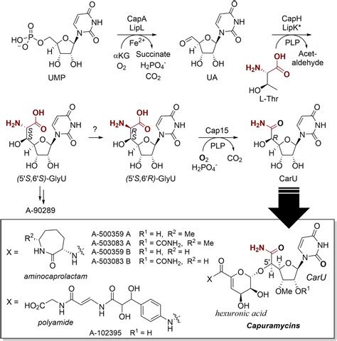 Pyridoxal 5 Phosphate As An Oxygenase Cofactor Discovery Of A