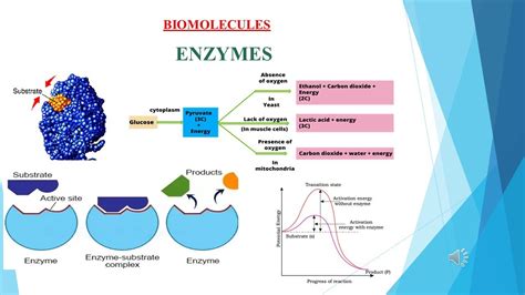 Biomolecules I Part I Enzyme I Chap I Cls Th Biology Ncert Plant