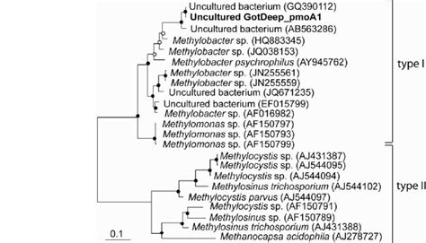 Unrooted Maximum Likelihood Tree Showing The Phylogenetic Affiliation