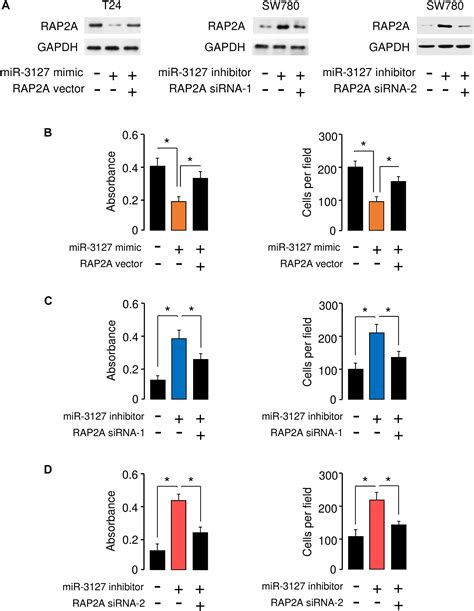 Frontiers LINC00319 Mediated MiR 3127 Repression Enhances Bladder