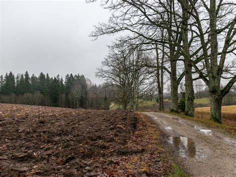 Landscape With Wet And Dirty Country Road Naked Tree Silhouettes Rainy And Misty Autumn Day