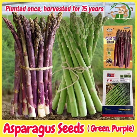 磊 Top 10 Best Asparagus Seeds Of 2024