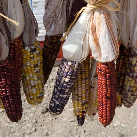 Corn Maize Multicoloured Aztec Seeds The Seed Collection