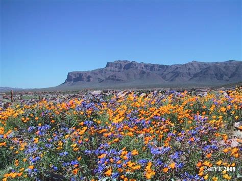 Arizona Desert Spring Flowers / Arizona wildflower forecast: Here's why ...