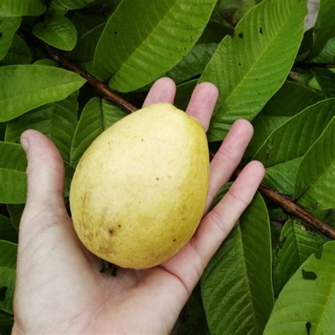 Psidium Gajava Giant Giant Guava Seeds Seeds Del Mundo