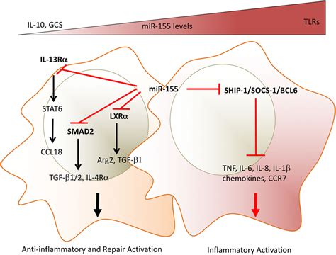 Frontiers Microrna 155—at The Critical Interface Of Innate And