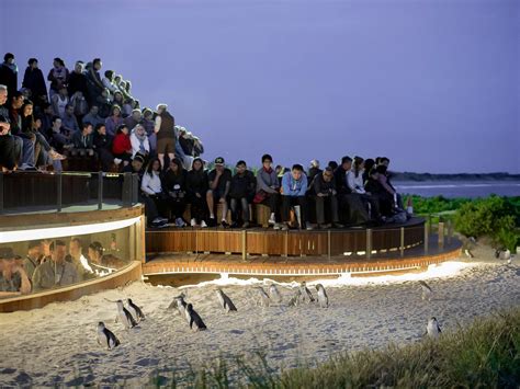 Wildlife Tours Australia 2025 All You Need To Know Before You Go