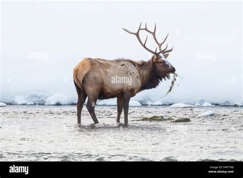 Lone Bull Elk Pulling Vegetation Out Of The Shallows Of The Madison