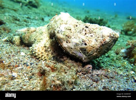 Flasher Scorpionfish Humpback Scorpionfish Rough Humpbacked