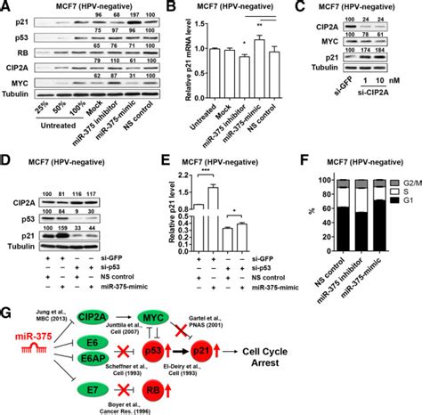 MiR 375 Control On CIP2A MYC Pathway Also Contributes To P21 Elevation