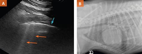 Sonography Assessment Overview Of Afast And Tfast Todays Veterinary