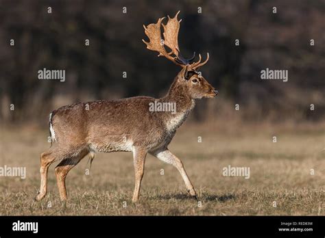 Black Fallow Deer Hi Res Stock Photography And Images Alamy