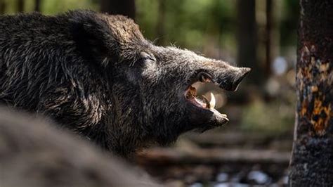 Sr De So Verhalten Sie Sich Bei Der Begegnung Mit Einem Wildschwein