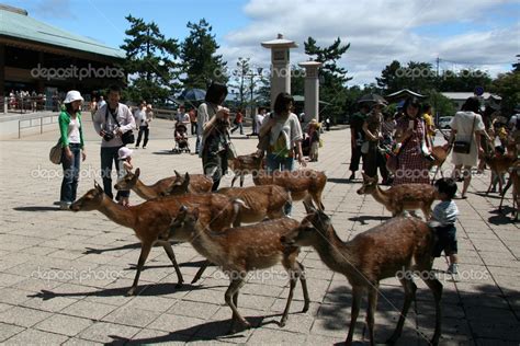 Red Spotted Deer - Miyajima, Japan – Stock Editorial Photo © imagex ...