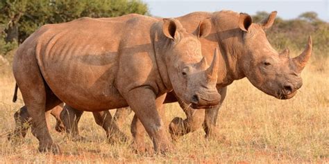 RWANDA transférés dAfrique du Sud 30 rhinocéros blancs intègrent l