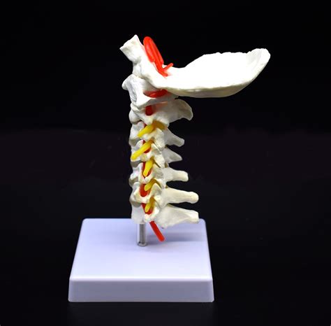 V Rtebra Cervical Arteria Columna Vertebral Nervios Espinales Modelo