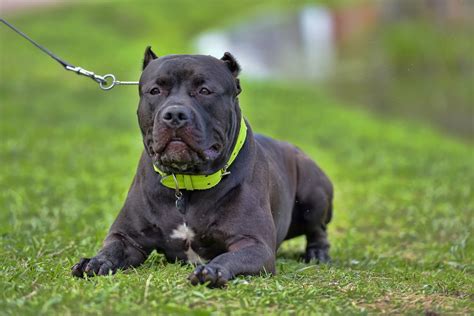 American bully veja características da raça e muito mais Guia Animal