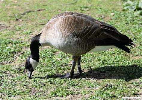 Black Geese Branta Identification Types Of Black Goose Wildfowl