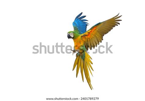 Colorful Flying Parrot Isolated On White Stock Photo 2401789279 ...