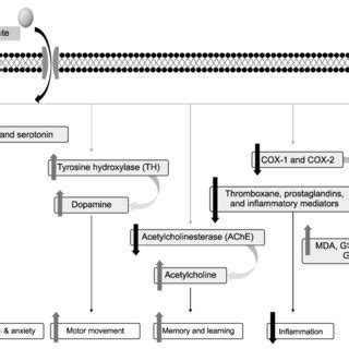 Schematic Diagram Showing The Molecular Mechanisms Underlying The