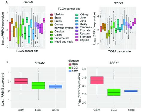 Analysis Of Frem And Spry Gene Expression In Different Tcga The