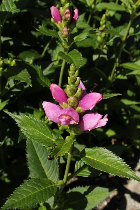 Pink Turtlehead Flower Chelone Obliqua Stock Photo Image Of