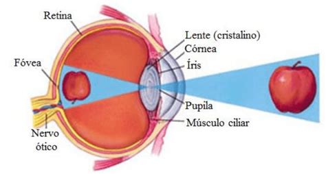 Olho Humano anatomia e como funciona Toda Matéria