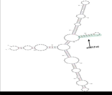 Predicted Local Secondary Structure From Arabidopsis Thaliana Tor 5′utr