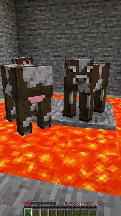 Saved Cow From Lava 🥵 Minecraft Shorts Minecraftshorts Youtube