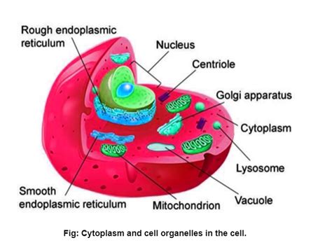 Cytoplasm and Cell Membrane - Definition, Characteristics & Explanation ...