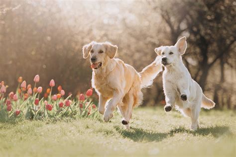 Premier Pet Care Services In Sioux Falls Sd Precious Pets